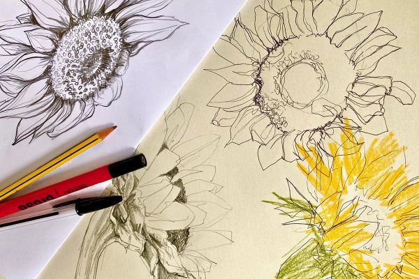 Sketches of a sunflower in pencil and pen