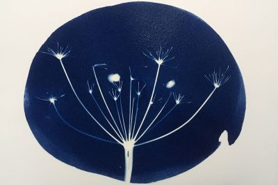 Cyanotype image of a plant