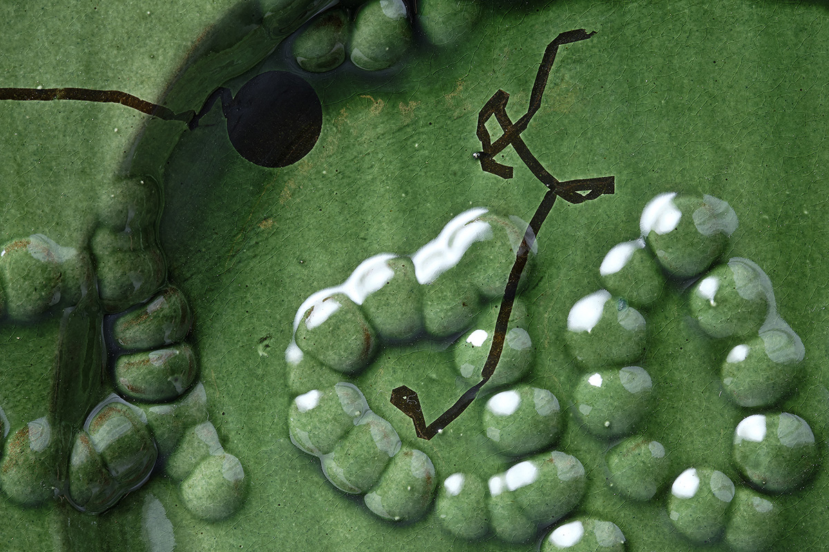 Close up of a green glazed platter by Florence Dwyer